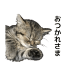 ミヌエットのショコラの子猫写真スタンプ1（個別スタンプ：8）