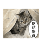 ミヌエットのショコラの子猫写真スタンプ1（個別スタンプ：11）