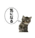 ミヌエットのショコラの子猫写真スタンプ1（個別スタンプ：13）