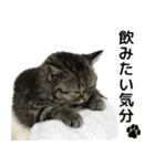 ミヌエットのショコラの子猫写真スタンプ1（個別スタンプ：15）