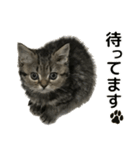 ミヌエットのショコラの子猫写真スタンプ1（個別スタンプ：16）