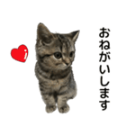 ミヌエットのショコラの子猫写真スタンプ1（個別スタンプ：17）