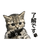 ミヌエットのショコラの子猫写真スタンプ1（個別スタンプ：19）