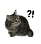 ミヌエットのショコラの子猫写真スタンプ1（個別スタンプ：20）