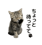 ミヌエットのショコラの子猫写真スタンプ1（個別スタンプ：24）