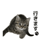 ミヌエットのショコラの子猫写真スタンプ1（個別スタンプ：25）