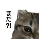 ミヌエットのショコラの子猫写真スタンプ1（個別スタンプ：26）