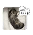 ミヌエットのショコラの子猫写真スタンプ1（個別スタンプ：29）