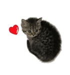 ミヌエットのショコラの子猫写真スタンプ1（個別スタンプ：31）