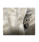 ミヌエットのショコラの子猫写真スタンプ1（個別スタンプ：32）