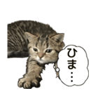 ミヌエットのショコラの子猫写真スタンプ1（個別スタンプ：33）