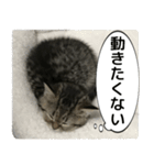 ミヌエットのショコラの子猫写真スタンプ1（個別スタンプ：35）