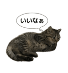 ミヌエットのショコラの子猫写真スタンプ1（個別スタンプ：36）