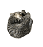 ミヌエットのショコラの子猫写真スタンプ1（個別スタンプ：39）