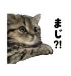 ミヌエットのショコラの子猫写真スタンプ1（個別スタンプ：40）