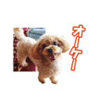 トイプー ワンワン 1（個別スタンプ：1）