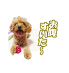 トイプー ワンワン 1（個別スタンプ：3）