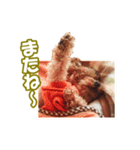 トイプー ワンワン 1（個別スタンプ：4）