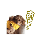 トイプー ワンワン 1（個別スタンプ：5）