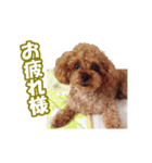 トイプー ワンワン 1（個別スタンプ：6）