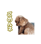 トイプー ワンワン 1（個別スタンプ：7）