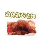 トイプー ワンワン 1（個別スタンプ：8）