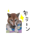 柴犬ゆきな 実写版 part2（個別スタンプ：22）