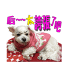 Blind dog FatLily 2（個別スタンプ：1）