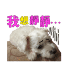 Blind dog FatLily 2（個別スタンプ：5）