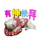 Blind dog FatLily 2（個別スタンプ：14）