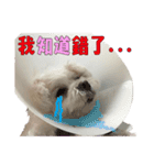 Blind dog FatLily 2（個別スタンプ：16）