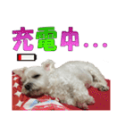 Blind dog FatLily 2（個別スタンプ：20）