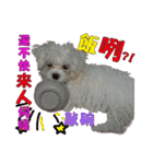 Blind dog FatLily 2（個別スタンプ：21）