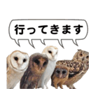 いけふくろうカフェ 可愛いフクロウの日常（個別スタンプ：16）