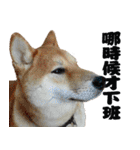 柴犬大好き（個別スタンプ：1）