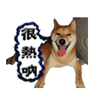 柴犬大好き（個別スタンプ：3）