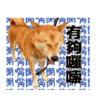 柴犬大好き（個別スタンプ：4）