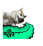 柴犬大好き（個別スタンプ：7）