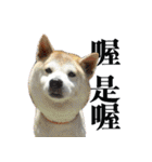 柴犬大好き（個別スタンプ：8）