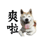 柴犬大好き（個別スタンプ：9）