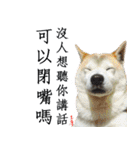 柴犬大好き（個別スタンプ：10）