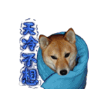 柴犬大好き（個別スタンプ：11）