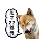 柴犬大好き（個別スタンプ：12）