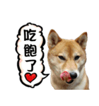 柴犬大好き（個別スタンプ：13）