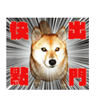 柴犬大好き（個別スタンプ：14）