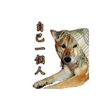 柴犬大好き（個別スタンプ：15）