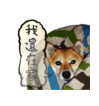 柴犬大好き（個別スタンプ：16）