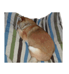 柴犬大好き（個別スタンプ：17）