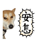 柴犬大好き（個別スタンプ：21）
