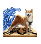 柴犬大好き（個別スタンプ：22）